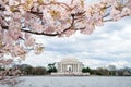 Cherry Blossoms and the Jefferson Memorial in Washington DC Royalty Free Stock Photo