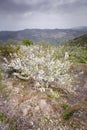 Cherry Blossoms, Jerte Valley, Extremadura, Spai