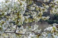 Cherry blossoms in the Jerte Valley, Spain Royalty Free Stock Photo