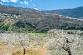 Cherry blossoms in the Jerte Valley, Spain Royalty Free Stock Photo