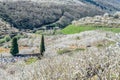 Cherry blossoms in the Jerte Valley, Spain Royalty Free Stock Photo