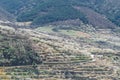 Cherry blossoms in the Jerte Valley, Spain Royalty Free Stock Photo