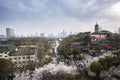 Cherry blossoms in Jiming Temple of Nanjing