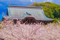 Cherry blossoms of Julina Temple and in full bloom Royalty Free Stock Photo