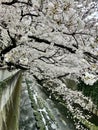 Cherry blossoms at Kanda River, Tokyo 2024