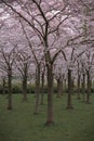 Cherry blossoms at Kersenbloesempark