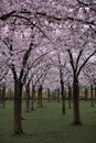 Cherry blossoms at Kersenbloesempark