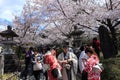 Cherry blossoms,Kiyomizudera,Japan.