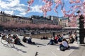 Cherry blossoms at the Kungstradgarden park