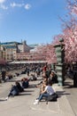 Cherry blossoms at the Kungstradgarden park