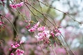 Cherry blossoms in Kyoto Gyoen Garden, Kyoto Royalty Free Stock Photo