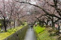 Cherry blossoms, Kyoto, Japan Royalty Free Stock Photo