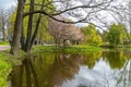 Cherry cherry blossoms on the lake shore in the park. Royalty Free Stock Photo