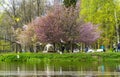 Cherry cherry blossoms on the lake shore in the park. Royalty Free Stock Photo