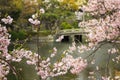 Cherry Blossoms in front of stone bridge Royalty Free Stock Photo