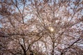 Light Rays Through Sakura Tree.