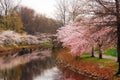 Cherry blossoms line a small canal
