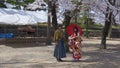 Japan cherry blossoms traditional clothes