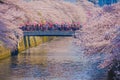 Cherry blossoms in Meguro River in full bloom Royalty Free Stock Photo