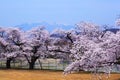 Cherry blossoms and Mt.Yatsugatake