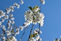 Cherry blossoms with nice background color sun