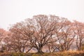 Cherry blossoms at night in Busan, South Korea. Royalty Free Stock Photo