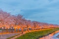 Cherry Blossoms at night Royalty Free Stock Photo