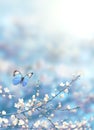 Cherry blossoms over blue nature background. Spring flowers. Spring background with bokeh. Butterfly Royalty Free Stock Photo