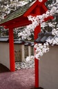 Cherry Blossoms over a Pagoda