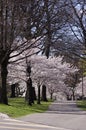 Cherry Blossoms in the Park