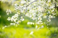 Cherry blossoms at the park, spring day, April