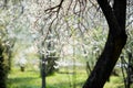 Cherry blossoms at the park, spring day, April