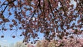 The Cherry Blossoms at the Park in Spring, London, UK Royalty Free Stock Photo