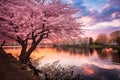 Cherry blossoms in the park at sunset. Sakura blossom over the river Royalty Free Stock Photo