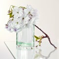 Cherry Blossoms and Perfume Royalty Free Stock Photo