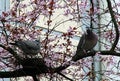 Cherry blossoms and pigeons Royalty Free Stock Photo