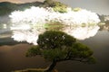 Cherry blossoms and pine of the Sankei Garden