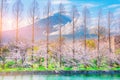 Cherry blossoms, pine trees and Fuji blackground Royalty Free Stock Photo