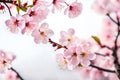 Cherry blossoms, pink sakura flowers, isolated on a white backdrop