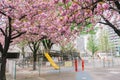 Cherry blossoms and playground equipment in of the park