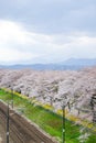 Cherry blossoms and railways in Hitome Senbonzakurathousand cherry trees at sight at Shiroishi Riverside seen from Shibata Seno