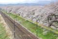 Cherry blossoms and railways in Hitome Senbonzakurathousand cherry trees at sight at Shiroishi Riverside seen from Shibata Seno