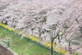 Cherry blossoms and railways in Hitome Senbonzakurathousand cherry trees at sight at Shiroishi Riverside seen from Shibata Seno
