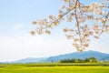 Cherry blossoms and rape flowers field in Gyeongju, Korea Royalty Free Stock Photo