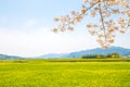 Cherry blossoms and rape flowers field in Gyeongju, Korea Royalty Free Stock Photo