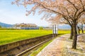 Cherry blossoms and rape flowers field in Gyeongju, Korea Royalty Free Stock Photo