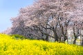 Cherry blossoms and Rapeseed blooms at Kumagaya Arakawa Ryokuchi Park.