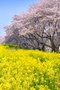 Cherry blossoms and Rapeseed blooms at Kumagaya Arakawa Ryokuchi Park.