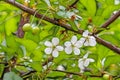 Cherry blossoms and raw green cherries on tree branches