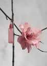 Cherry blossoms and red bottle of perfume on a gray background Royalty Free Stock Photo